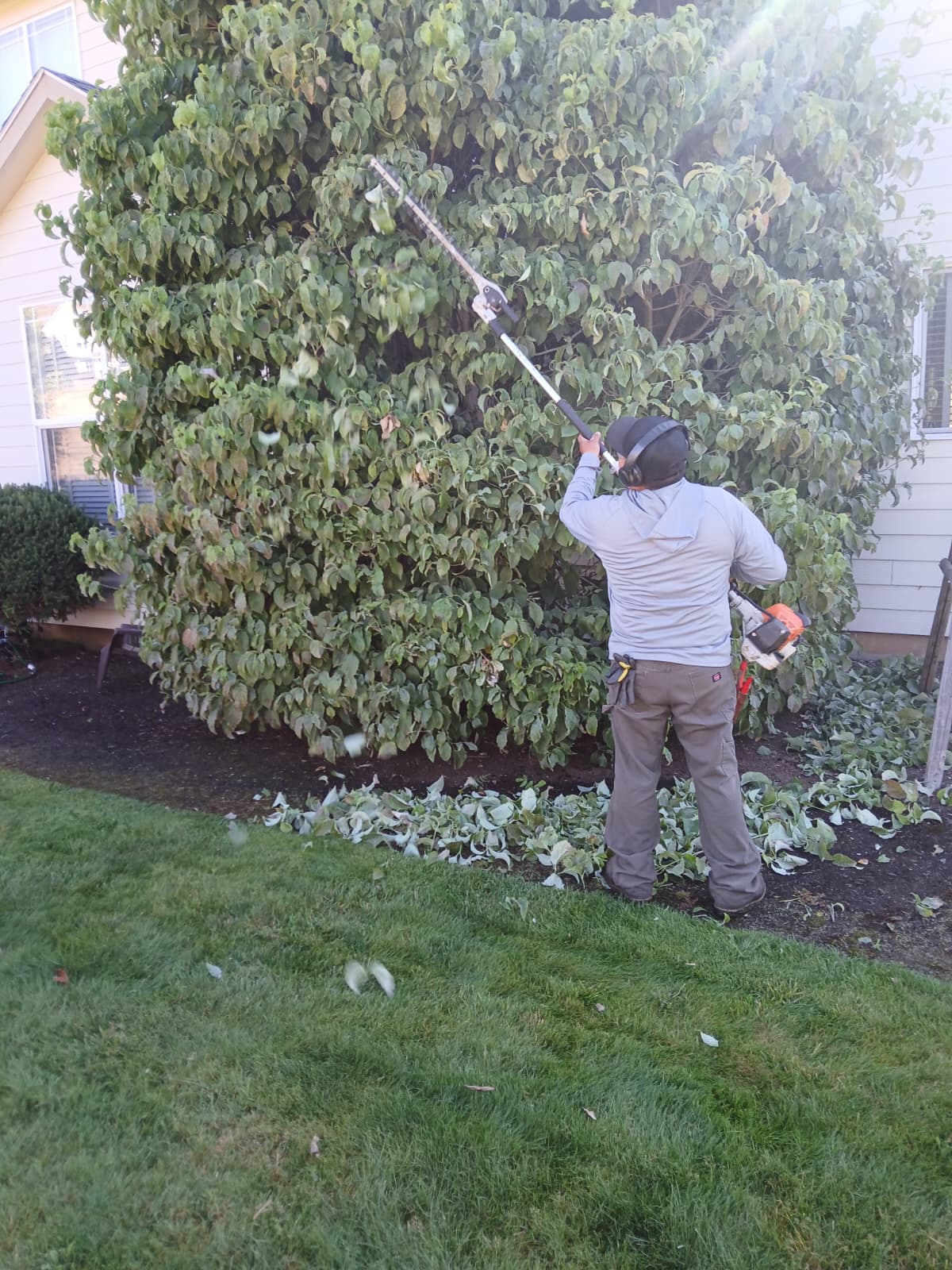 Expert Shrub & Bush Trimming